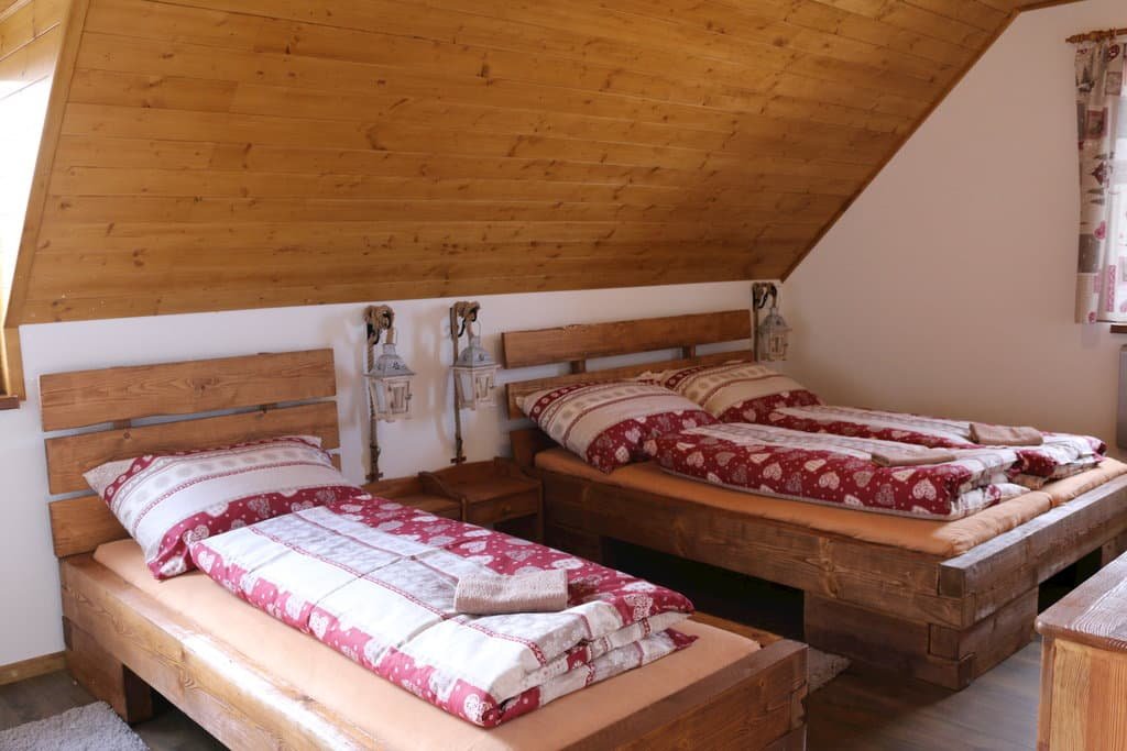 pinus cembra — foto 7