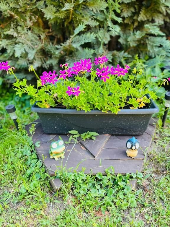 apartman zara dobra voda — foto 2