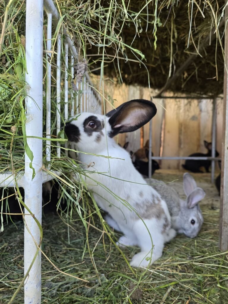 ubytovanie pri jazere — foto 6