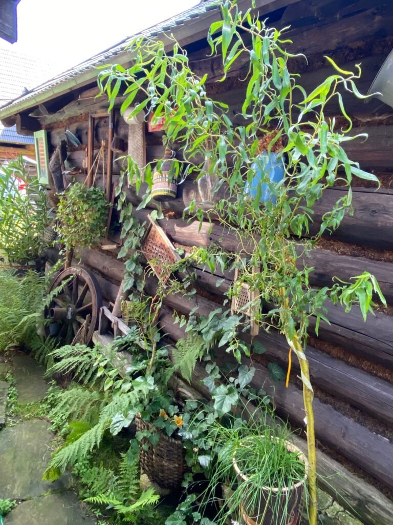 drevenica zlatka — foto 2