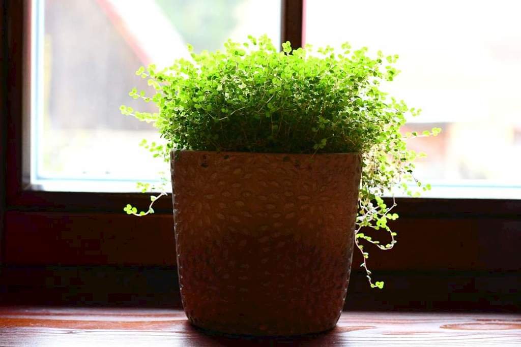 chalupa u ved veda sak saka — foto 2