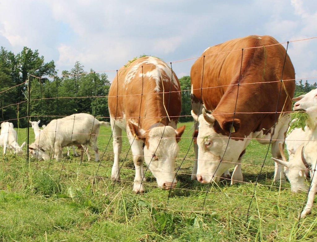 farma kundratice — foto 3