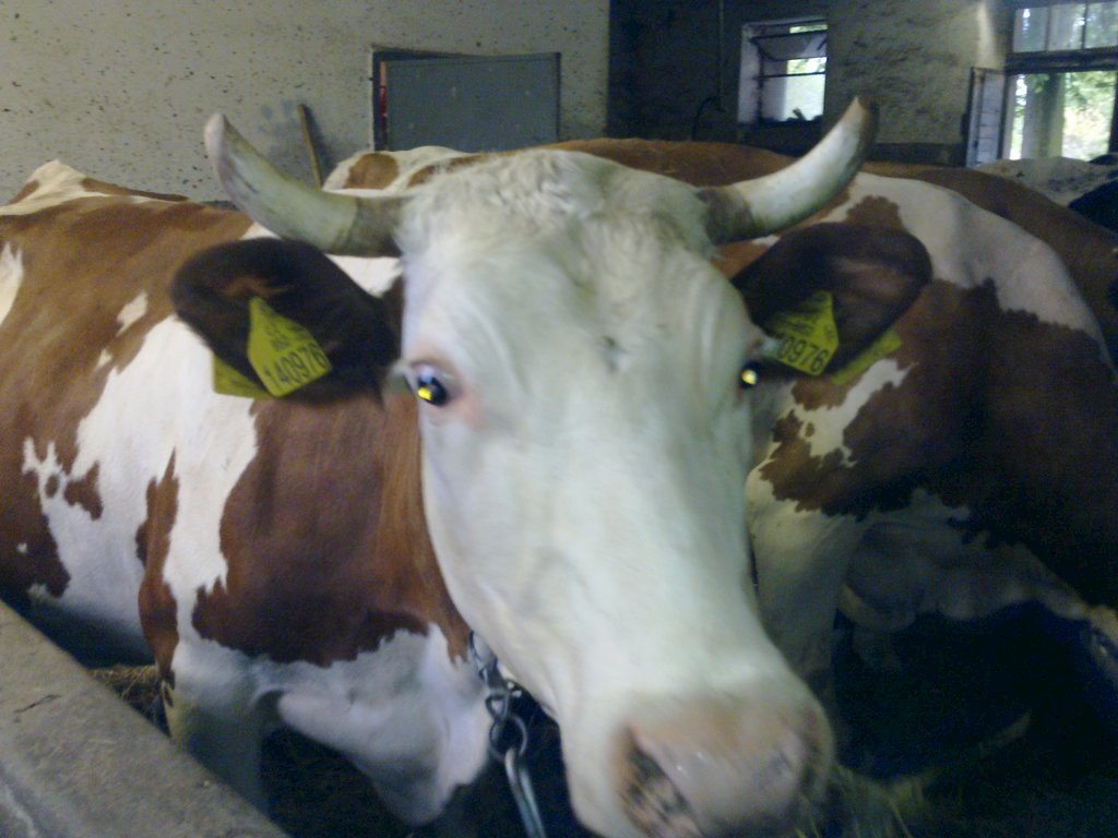 farma u otcenasku — foto 3