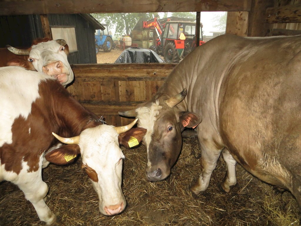 farma u otcenasku — foto 2