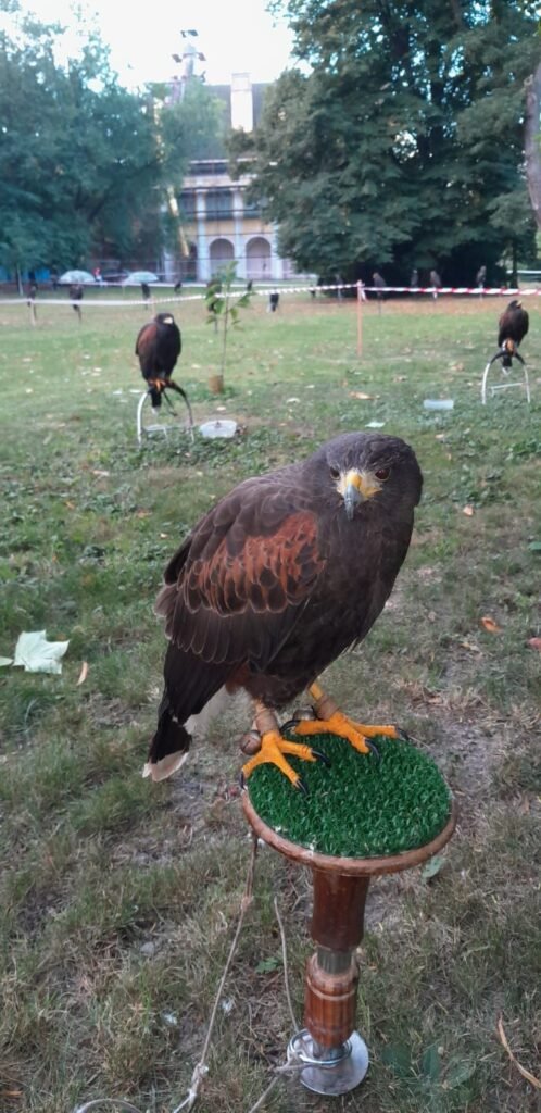 pension hermina — foto 3